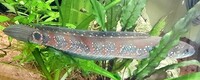 Channa snakehead