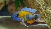 Genuine f1 aulonocara jacobfrebergi cape mclear breeding trio