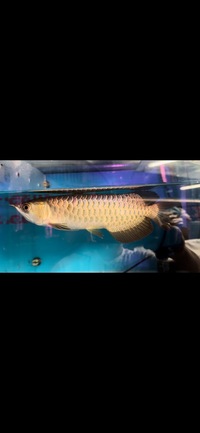 F2 wild bloodline gold base crossback arowana