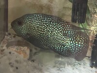 Texas male approx 6 inches collection Wimbledon £30 ono