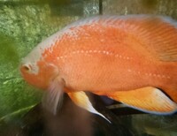 Albino Oscar Male approx 9 inch collection Wimbledon £40 ono