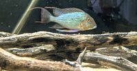 6x Geophagus Altifrons Rio Tocantins and Pair of Heros Efasciatus Rio Tocantins Wild