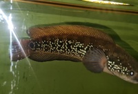 Snakehead Channa Asiatica 12 inches - £50 ono