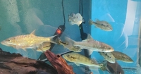 Very rare albino/albino marble TSN, Fogo bass, red Phonix barbs