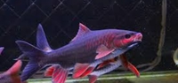 Very rare albino/albino marble TSN, Fogo bass, red Phonix barbs