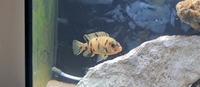 Mbuna