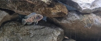 Mbuna