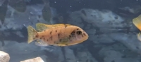 Mbuna