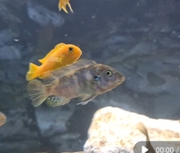 Mbuna