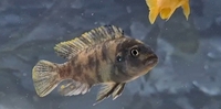 Mbuna