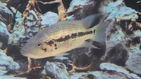 Male dovii 9 inch green terror 3inch Leicester