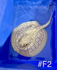 Golden Base Albino X Albino Pearl Female Stingray Pup