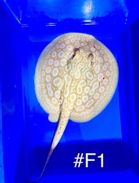 Golden Base Albino X Albino Pearl Female Stingray Pup