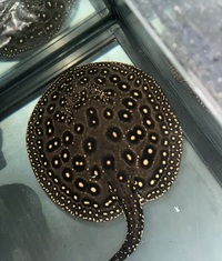 Het stingray BD X Pearl