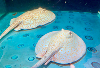 Golden Base Albino X Albino Pearl Female Stingray Pup