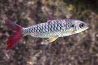 Red Tail Chalceus