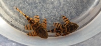 L397 Tiger Plecos X2 sub adults unsexed £40 each