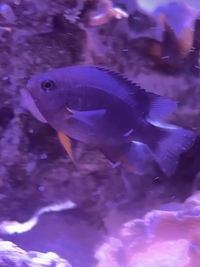 FREE - re homing damsel fish