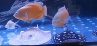 Bonded pair of albino Oscars