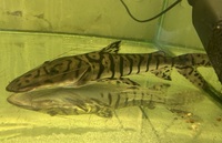 Tiger shovel nose 12 inch for sale