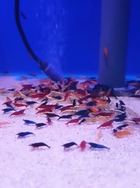 Live Shrimp Mix - Red, Blue, Black, Orange, Yellow