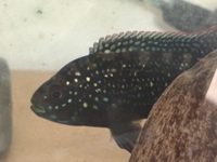 Breeding pair Jack Dempsey