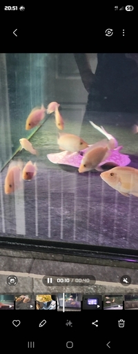 Red devil cichlids