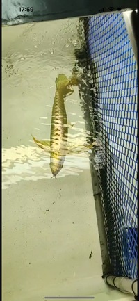 AAA SHOW GRADE 24 KARAT GOLD AROWANAS