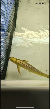 AAA SHOW GRADE 24 KARAT GOLD AROWANAS