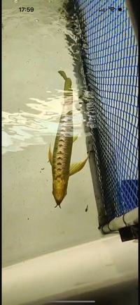 AAA SHOW GRADE 24 KARAT GOLD AROWANAS