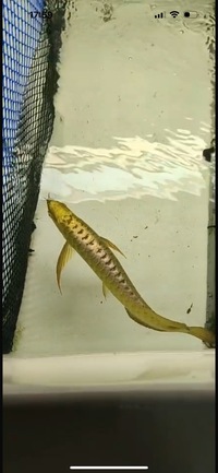 AAA SHOW GRADE 24 KARAT GOLD AROWANAS