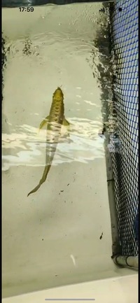 AAA SHOW GRADE 24 KARAT GOLD AROWANAS