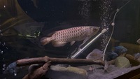 Malaysian Golden blue base Arowana
