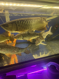 Golden arowana 22 inches £450