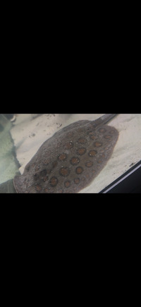 Male Motoro x Black Diamond Hybrid Stingray 9inch disk