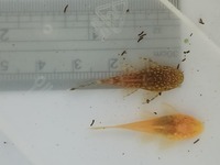 Bristlenose Pleco, Snail, Guppies & Shrimp.