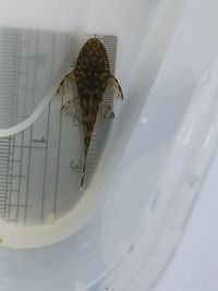 Bristlenose Pleco, Snail, Guppies & Shrimp.