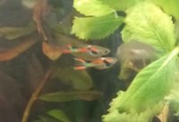 Bristlenose Pleco, Snail, Guppies & Shrimp.