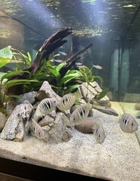 RARE - Canara Pearlspot group x8