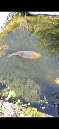 Selling large Kio & 2 black catfish