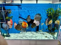Braceless ND Aquarium - full setup