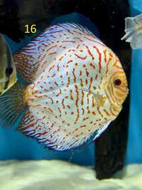 18 Top Quality Discus