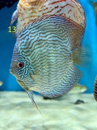 18 Top Quality Discus