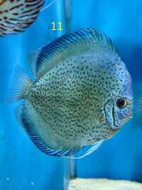 18 Top Quality Discus