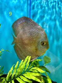 18 Top Quality Discus