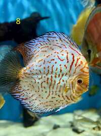 18 Top Quality Discus