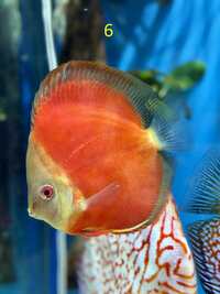 18 Top Quality Discus