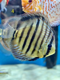 18 Top Quality Discus