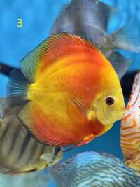 18 Top Quality Discus
