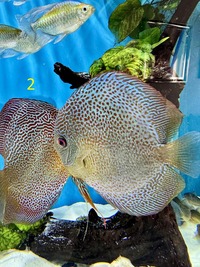 18 Top Quality Discus